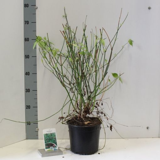 Leycesteria formosa (About Plants Zundert BV)