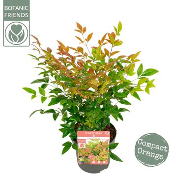 Nandina domestica MAGICAL SUNRISE