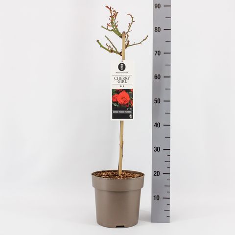 Rosa CHERRY GIRL