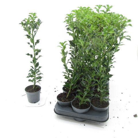 Ilex aquifolium 'Alaska'