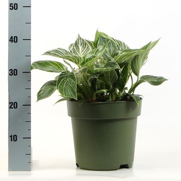 Filodendro BIRKIN / WHITE MEASURE