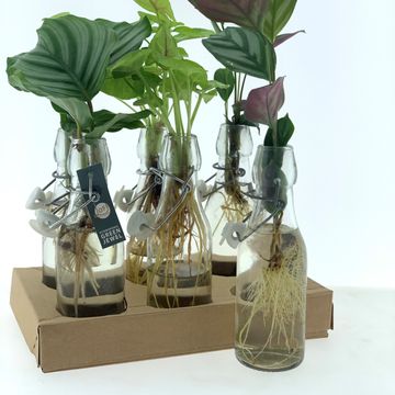 Arranjo Houseplants