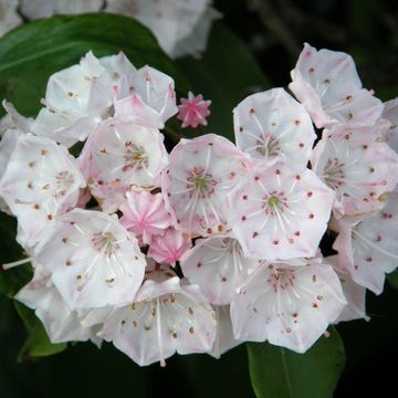 Kalmia latifolia 'Elf'