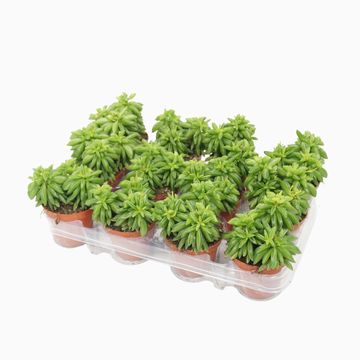 Peperomia dolabriformis