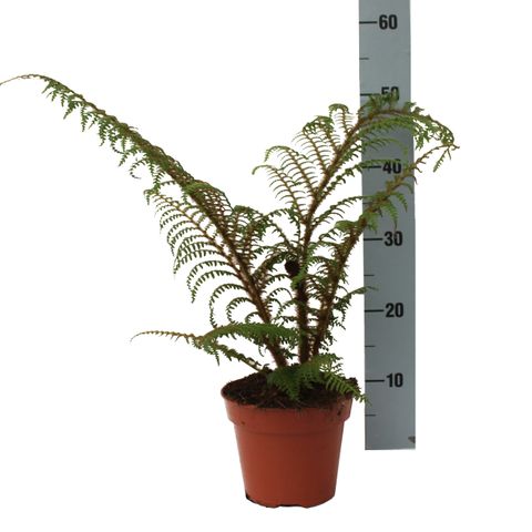 Cyathea tomentosissima 'Highland Lace'