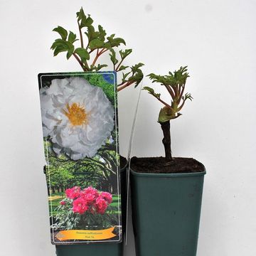 Paeonia suffruticosa 'Xue Ta'