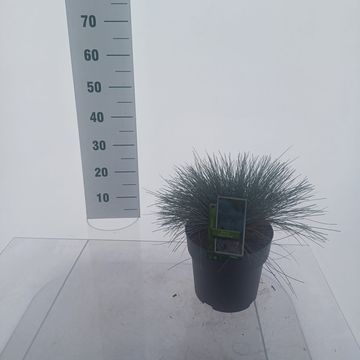 Festuca glauca 'Elijah Blue'