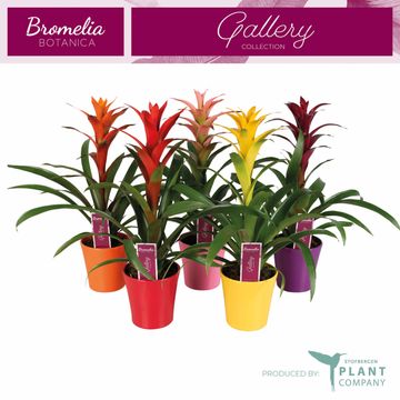 Guzmania MIX