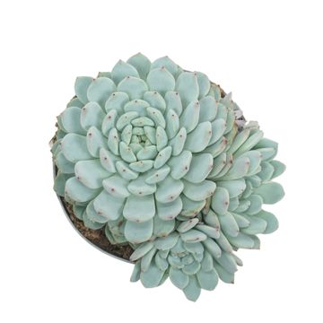 Echeveria cuspidata 'Texensis'