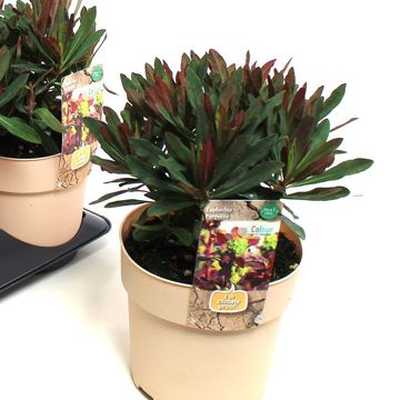 Euphorbia amygdaloides 'Purpurea'