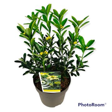 Daphne gemmata 'Royal Crown'