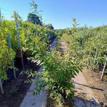 Salix gracilistyla 'Melanostachys'