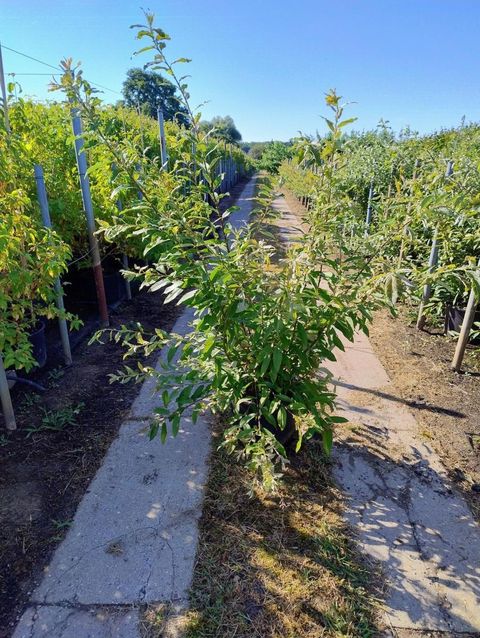 Salix gracilistyla 'Melanostachys'