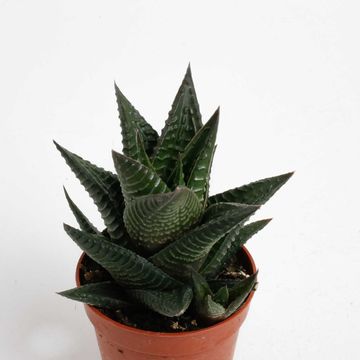 Haworthia limifolia
