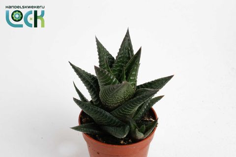 Haworthia limifolia