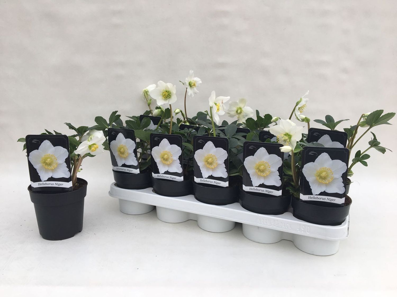6 Helleborus Niger – Rosa Di Natale In Vaso 9cm, Perenne Semi-Sempreverde, Fioritura Bianco-Rosa Da Gennaio Ad Aprile