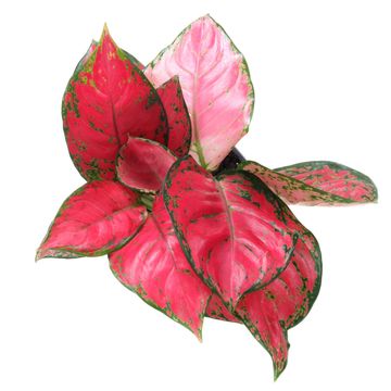 Aglaonema 'Beauty'