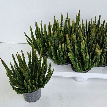 Calluna vulgaris SKYLINE STOCKHOLM