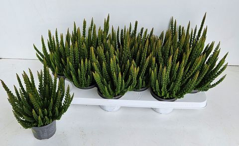 Calluna vulgaris SKYLINE STOCKHOLM