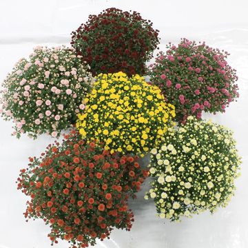 Chrysanthemum MIX