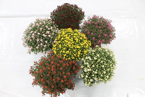 Chrysanthemum MIX