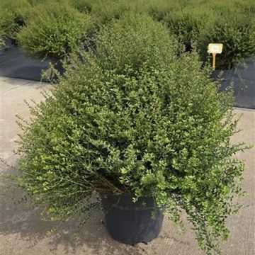 Lonicera nitida TIDY TIPS