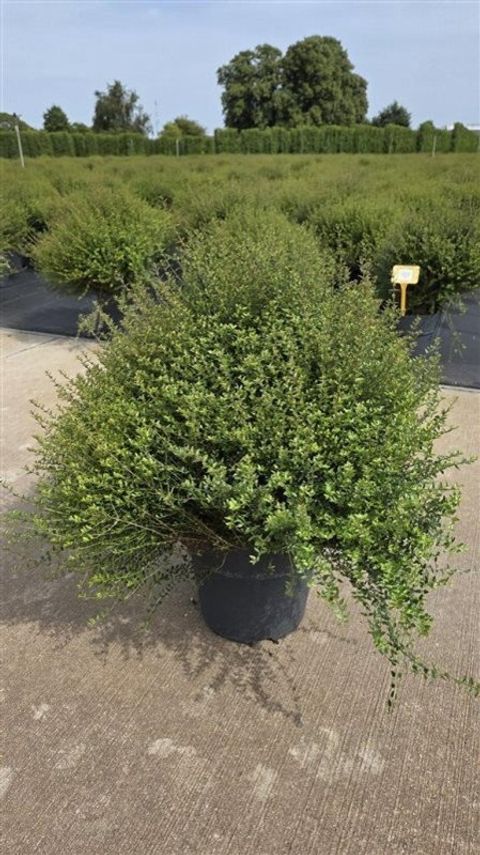 Lonicera nitida TIDY TIPS