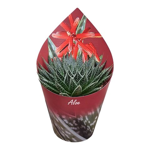 Aloe aristata