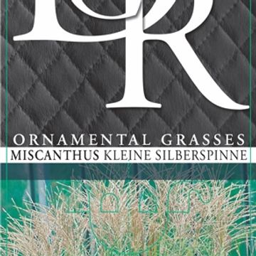 Miscanthus sinensis 'Kleine Silberspinne'