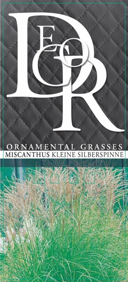 Miscanthus sinensis 'Kleine Silberspinne'