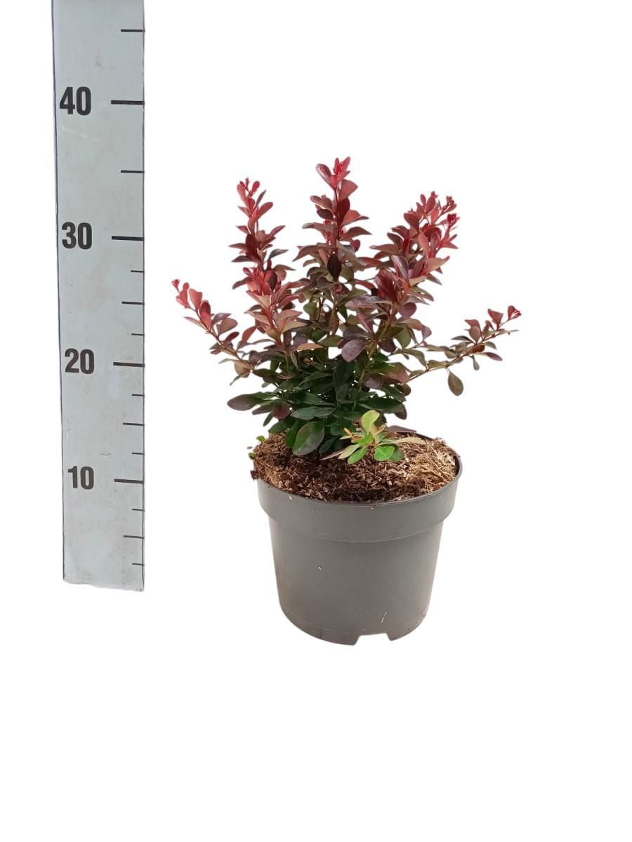 Berberis thunbergii 'Atropurpurea Nana' — Plant Wholesale FlorAccess