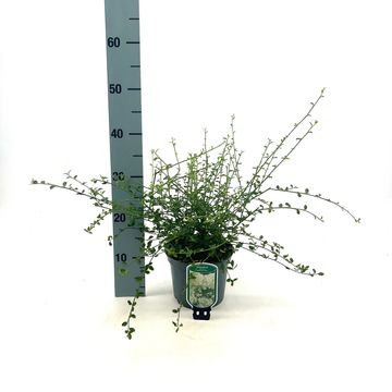 Ceanothus thyrsiflorus '’Millerton Point’'