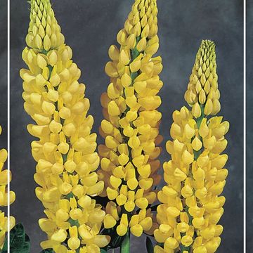 Lupinus 'Chandelier'