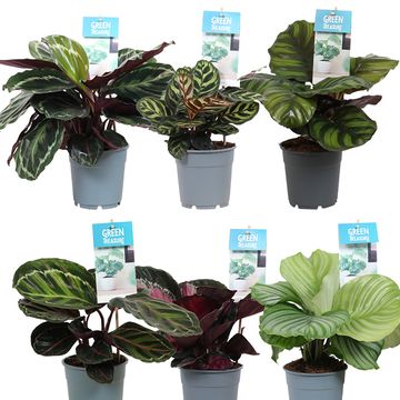 Calathea MIX