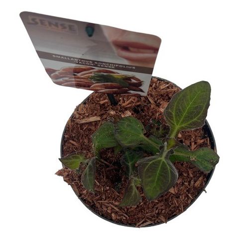 Smallanthus sonchifolius