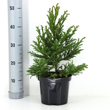 Cryptomeria japonica 'Jindai'