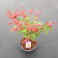 Acer palmatum 'Beni-maiko'