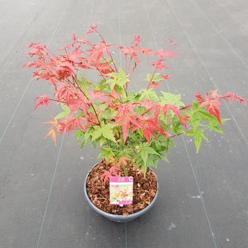 Acer palmatum 'Бени-майко'