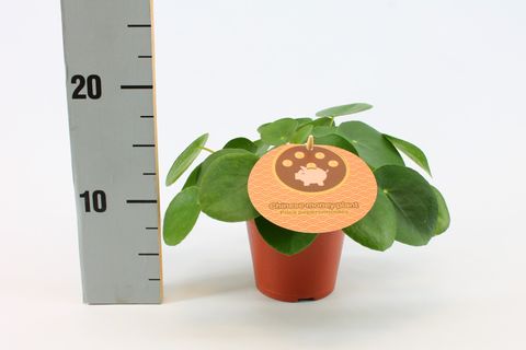 Pilea peperomioides