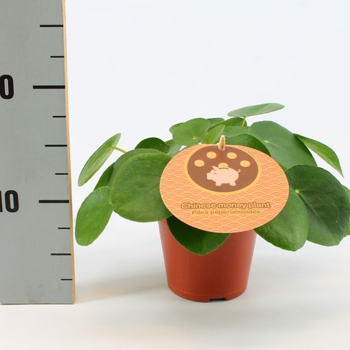 Pilea peperomioides