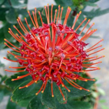 Leucospermum 'Carnival Red'