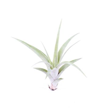 Tillandsia flexuosa