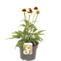 Echinacea purpurea 'Alba'