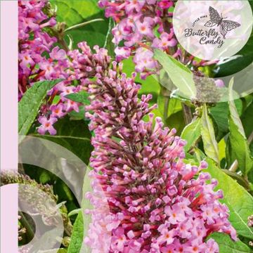 Buddleja davidii BUTTERFLY CANDY LITTLE PINK