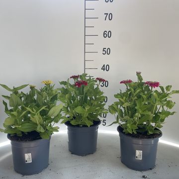 Zinnia elegans MIX
