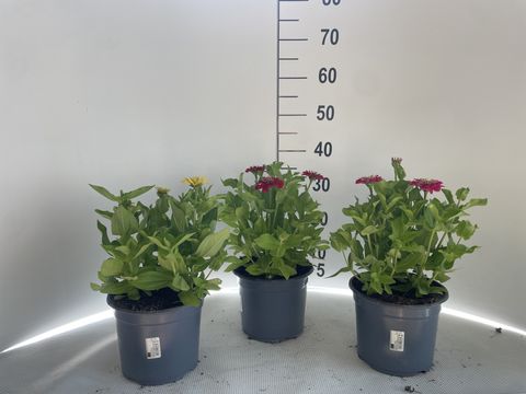 Zinnia elegans MIX