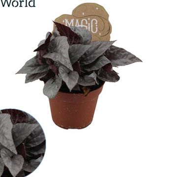 Begonia MAGIC COLOURS SILVER LIMBO
