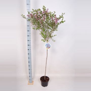 Syringa meyeri 'Palibin'