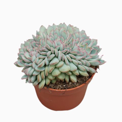 Echeveria 'Apus Cristata'