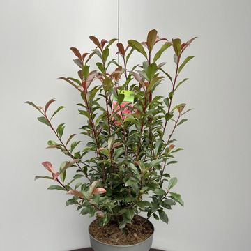 Фотиния x fraseri CARRÉ ROUGE